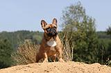 BOULEDOGUE FRANCAIS 282